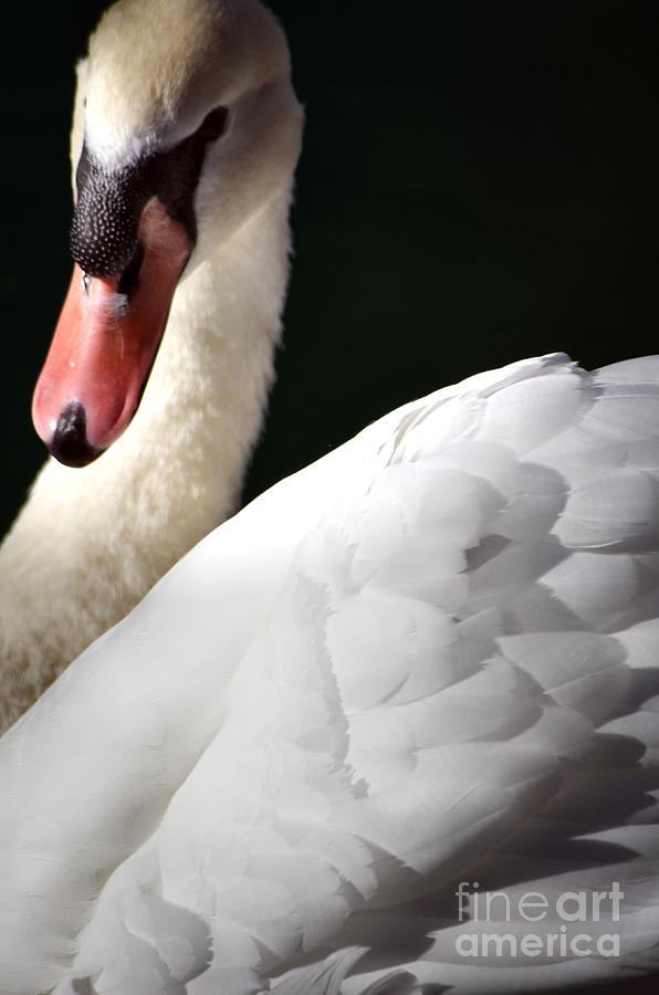 Thats Mister Swan To You Photograph by Deb Halloran