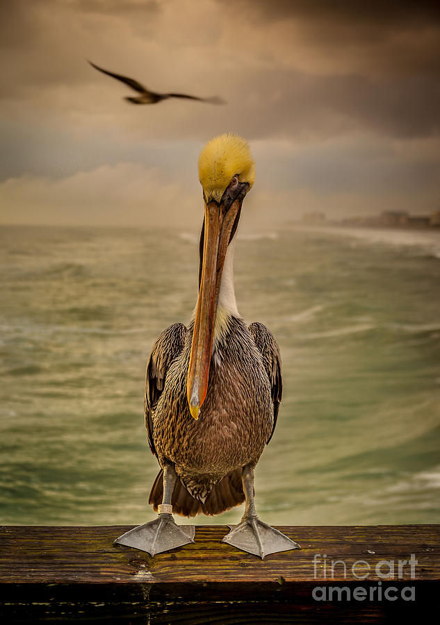 Thats Mr. Pelican to You Photograph by Steven Reed