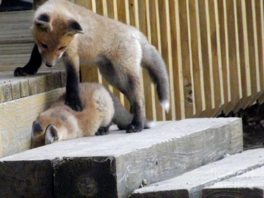 Thats Not Helping - Two Fox Kits Photograph by Deb Schense