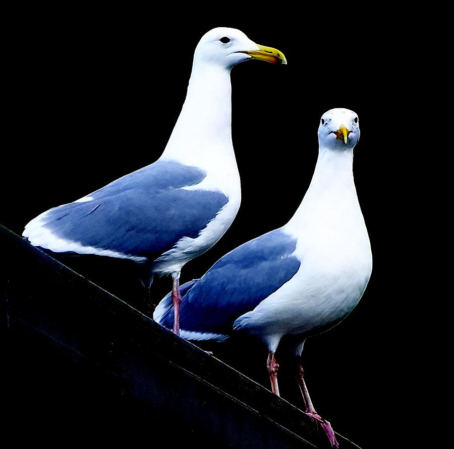 Thayers gulls. Photograph by Will LaVigne