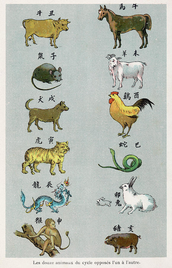 The 12 Creatures Of The Chinese Zodiac by Mary Evans Picture Library