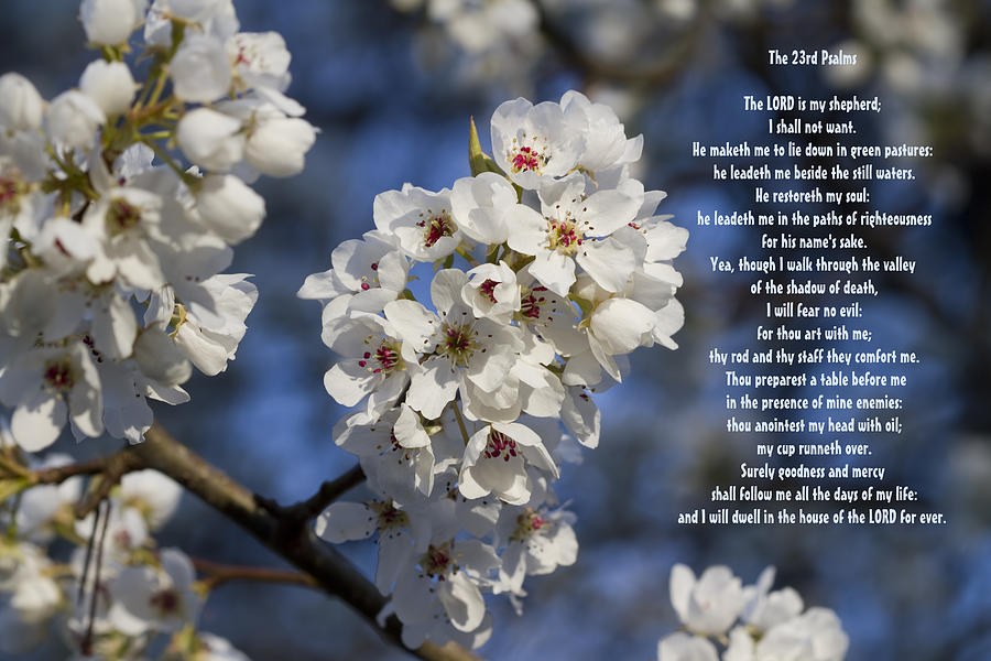 Spring Photograph - The 23rd Psalms by Kathy Clark