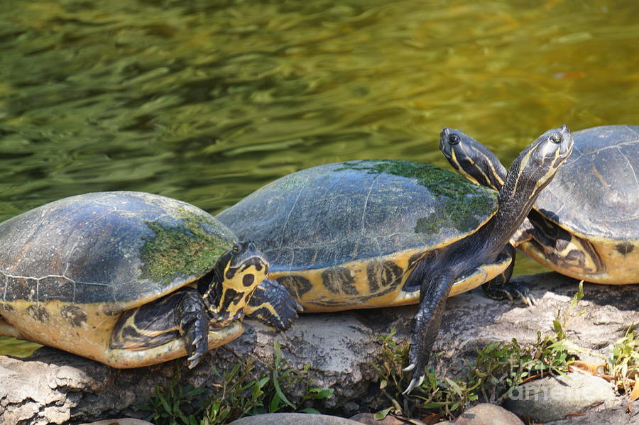 The 3 Amigos Photograph by Ronald Chacon - Fine Art America