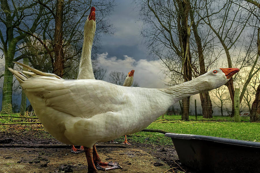 Geese Photograph - The 3 Geese by Piet Flour