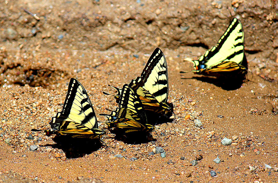 Butterfly Photograph - The 4 Anise Swallowtails  by Roxann Tempel