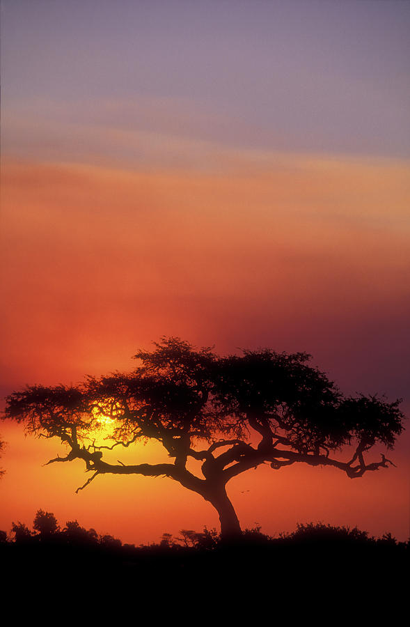 The Acacia At Sunset Photograph by Beck Photography - Fine Art America