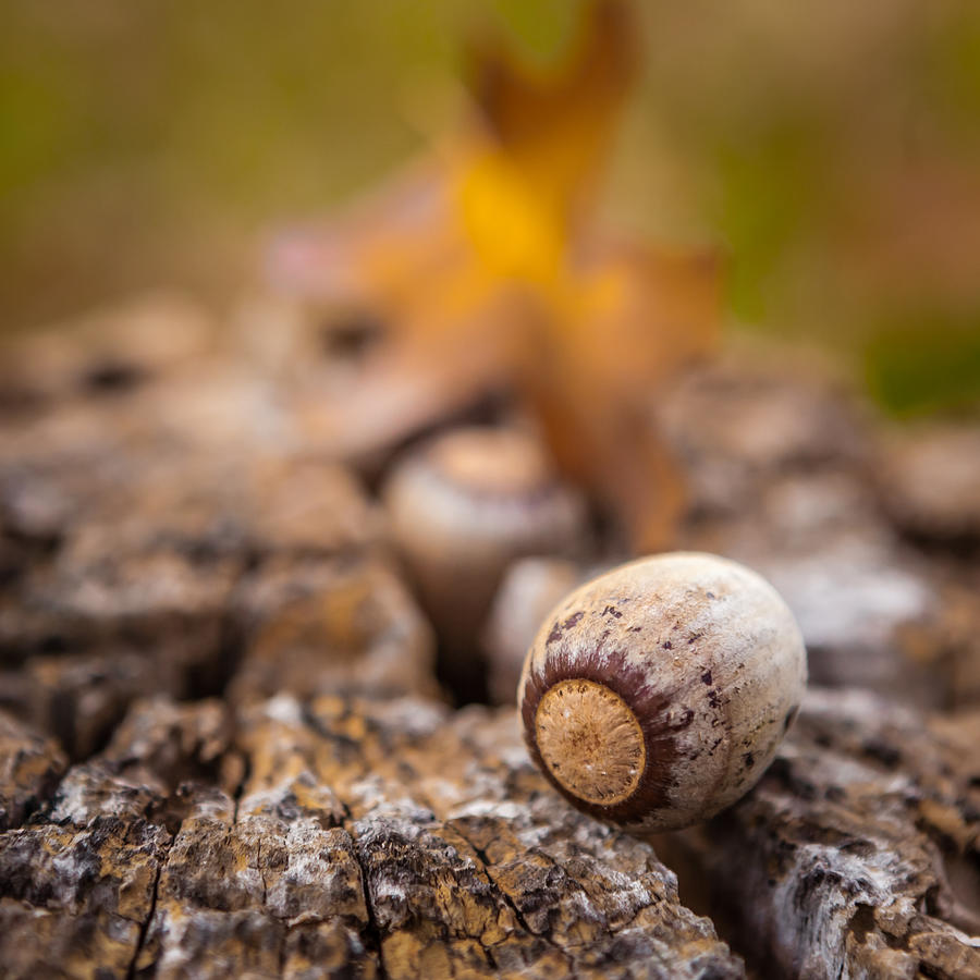 The Acorn Photograph by Melinda Ledsome