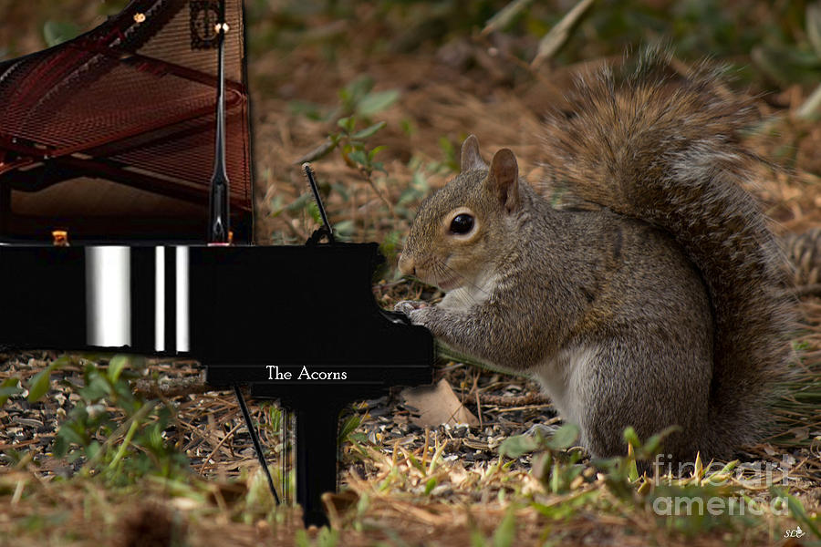 The Acorns Pianist Photograph by Sandra Clark