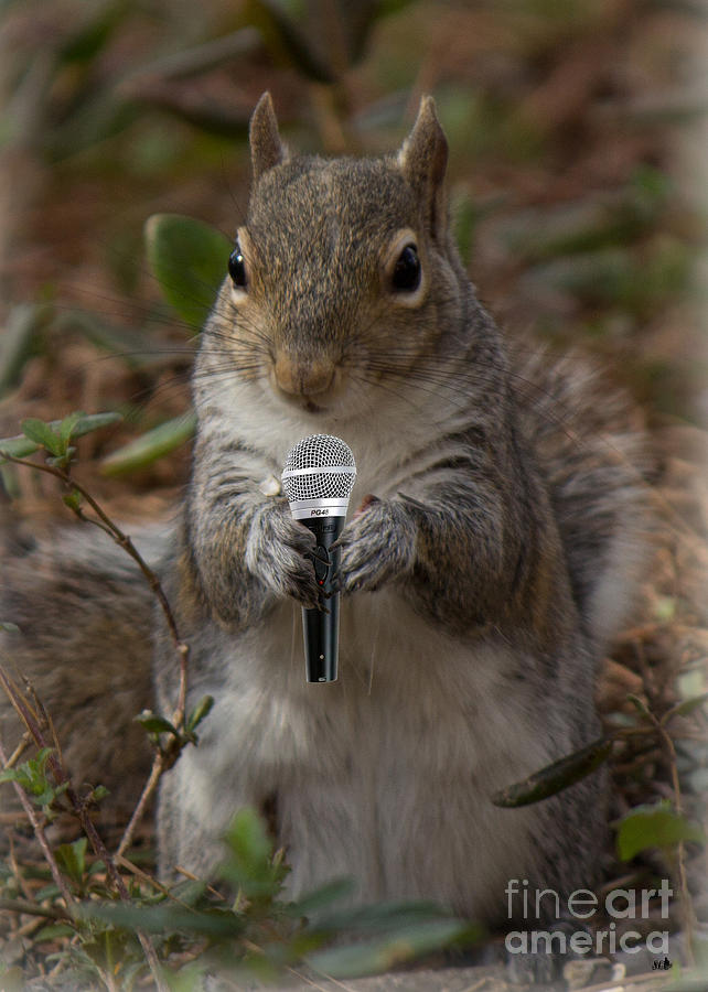 The Acorns  SInger Photograph by Sandra Clark