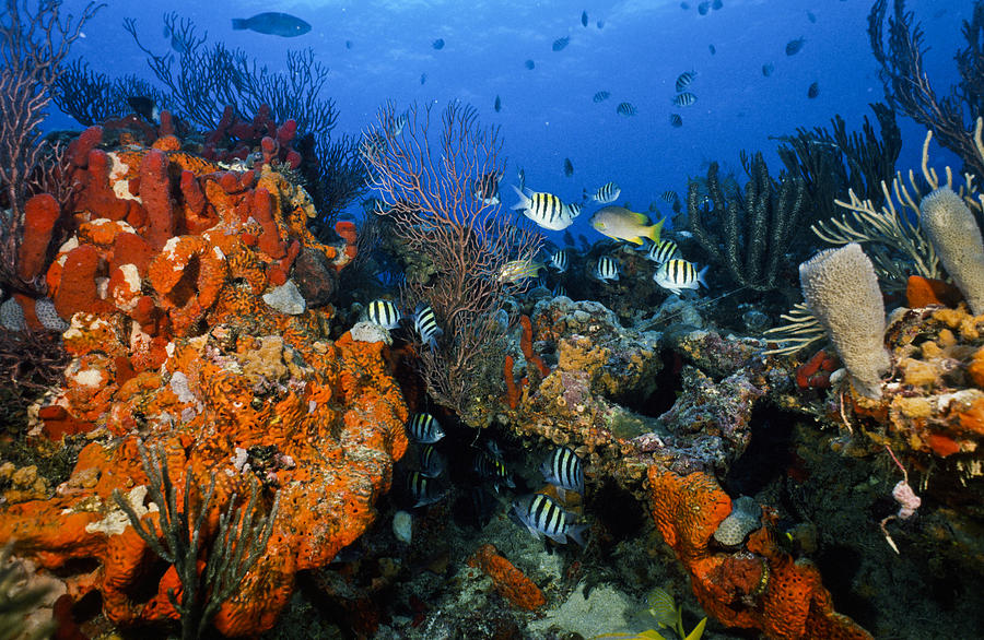 The Active Reef Photograph by Sandra Edwards