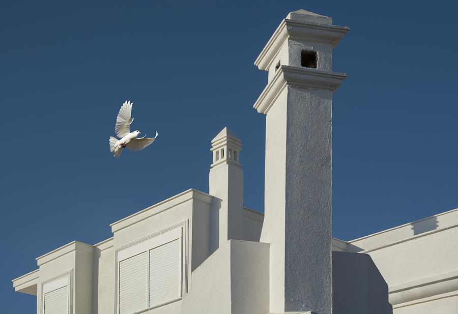 Dove Photograph - The Aegean Style by Ayhan Altun