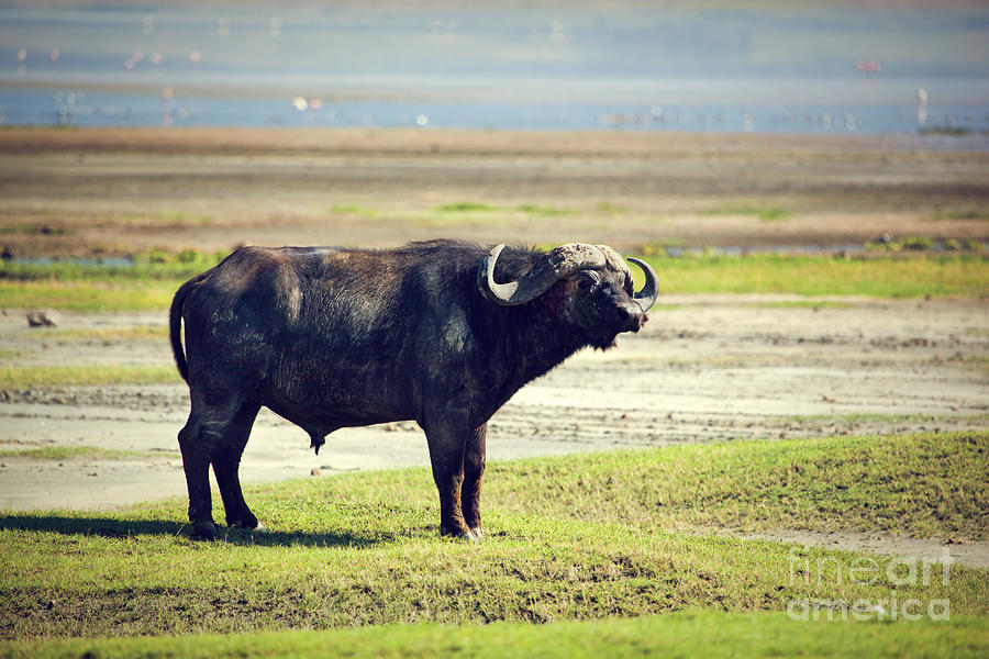 Buffalo Photograph - The African buffalo. Ngorongoro in Tanzania. by Michal Bednarek