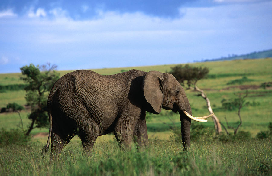The African Elephant Loxodonta Africana Photograph by Anders Blomqvist