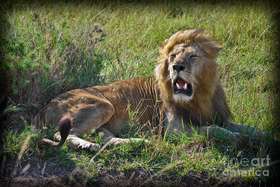 Wildlife Photograph - The African King by Gary Keesler