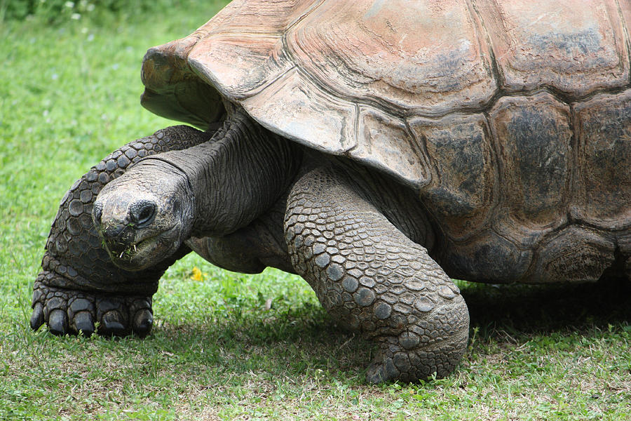 The Aldabra Tortoise Photograph by Christine Adachi