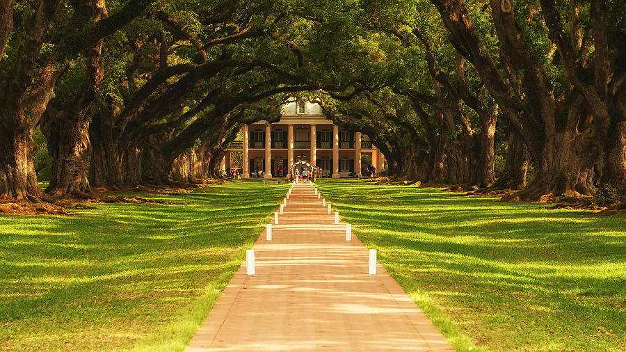 The Alley of Oaks Photograph by Photography  By Sai