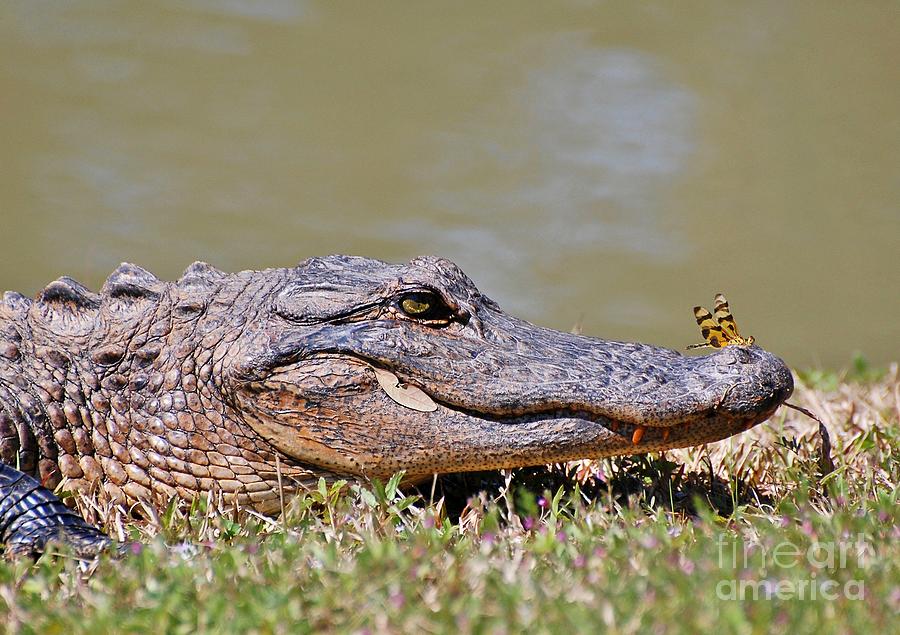 The Alligator And The Dragonfly Photograph by Kathy Baccari