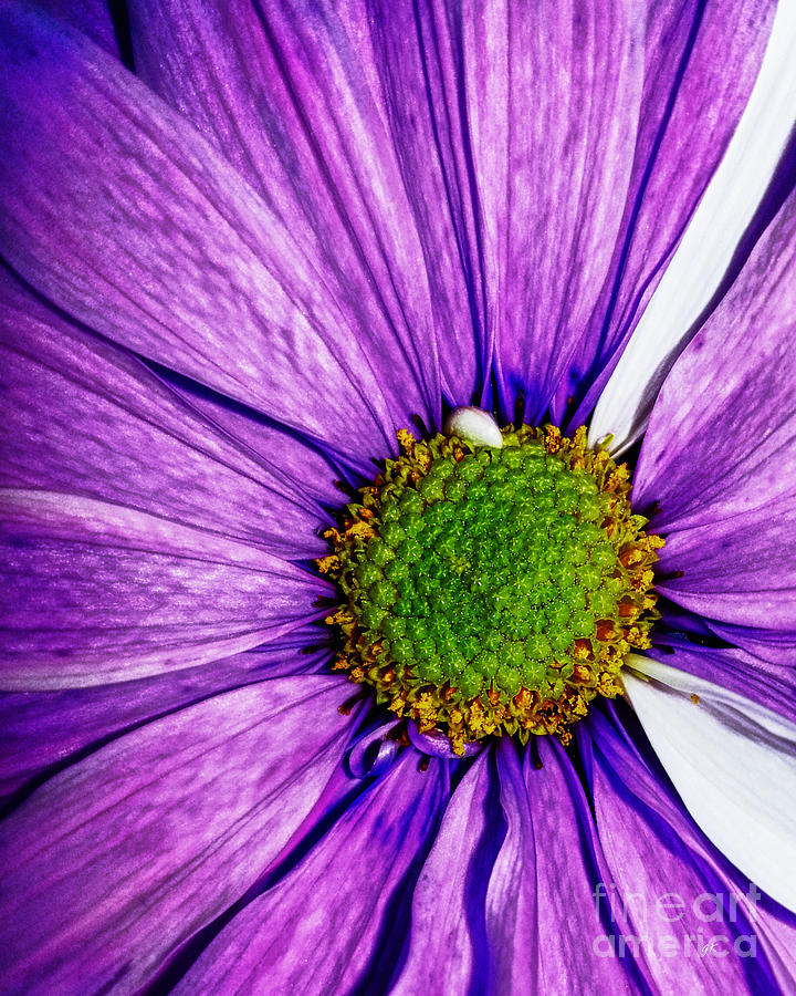 The Allure Of A Daisy Photograph by Gerlinde Keating