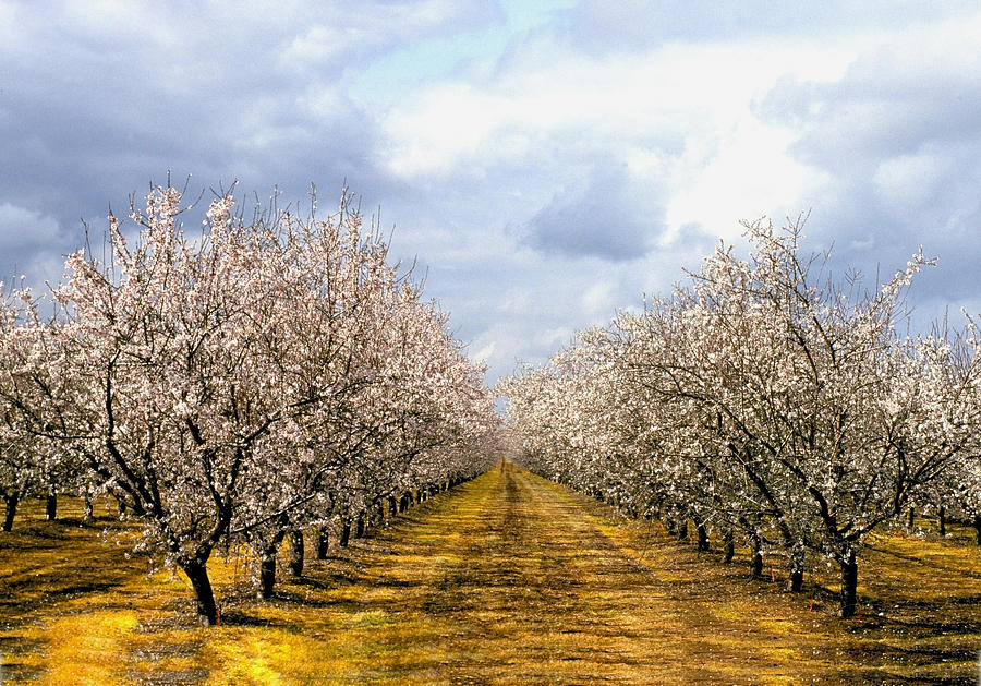 The Almond Orchard Photograph by Matthew Pace