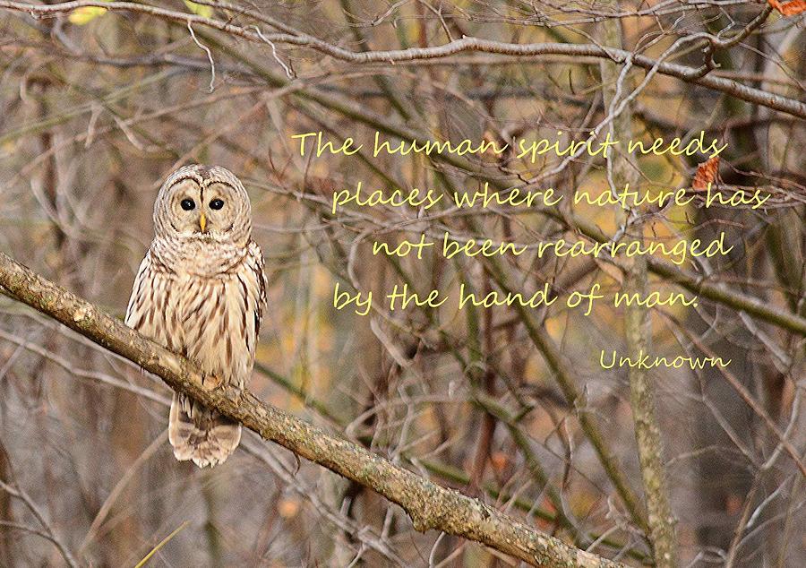 The Always Wise Owl Photograph by Judy Genovese - Pixels