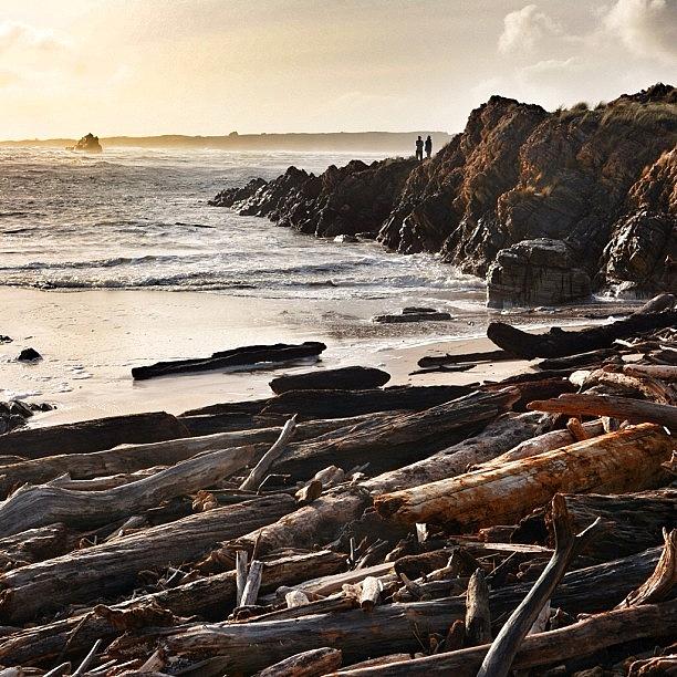 Northwest Photograph - The Amazing Drift Wood At The Edge Of by Pauly Vella