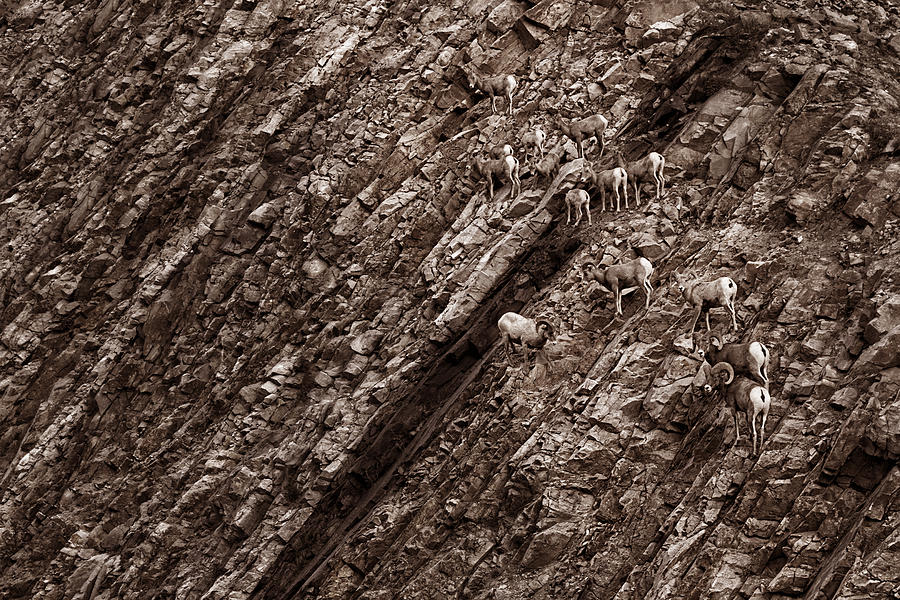 Goat Photograph - The Amazing Mountain Goats by Henny Gorin