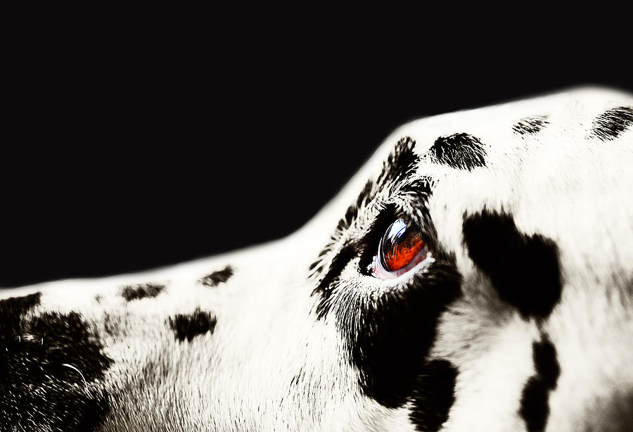The Amber Eye. Kokkie. Dalmatian Dog Photograph by Jenny Rainbow