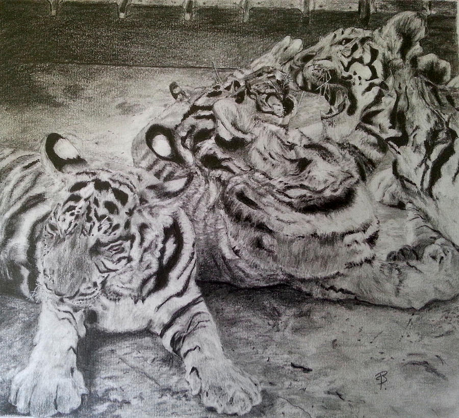 Tiger Drawing - The Ambush by Phill Burns