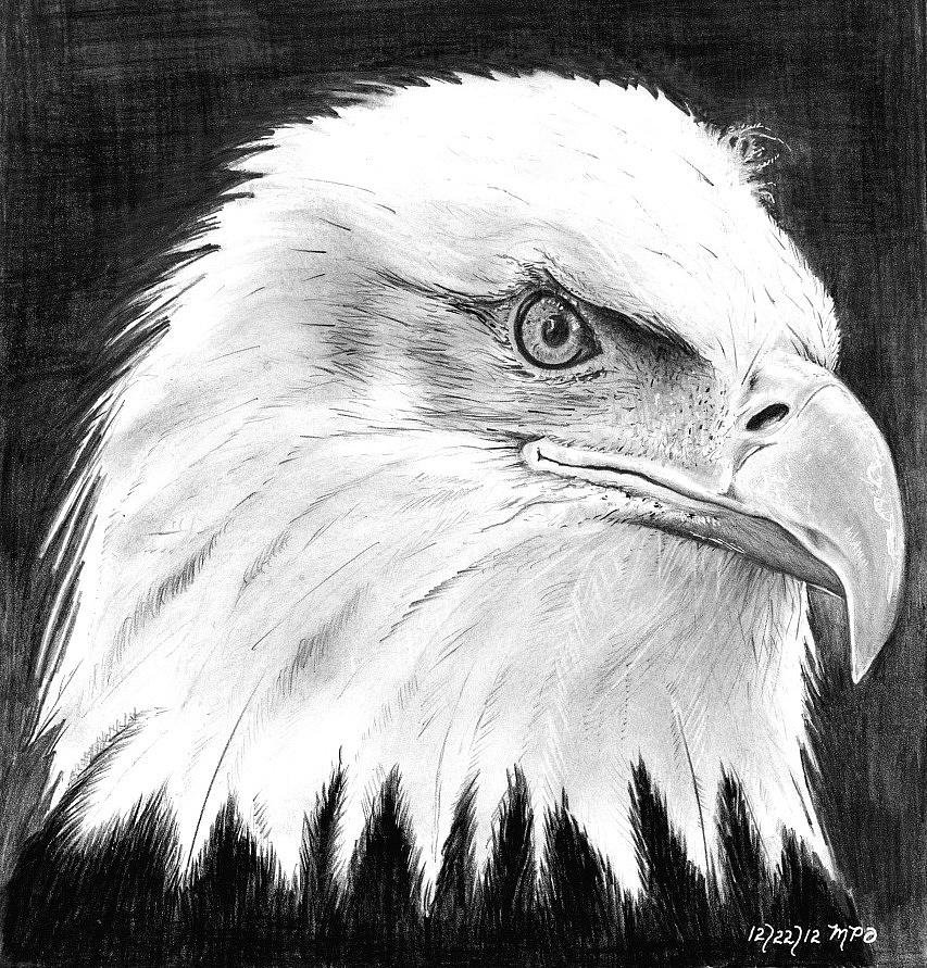 The Amecian Bald Eagle Drawing by Mick ODay - Fine Art America