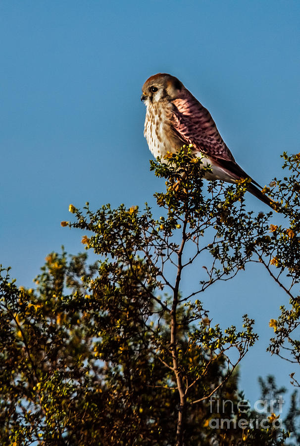 Falcon Photograph - The American Kestrel  by Robert Bales