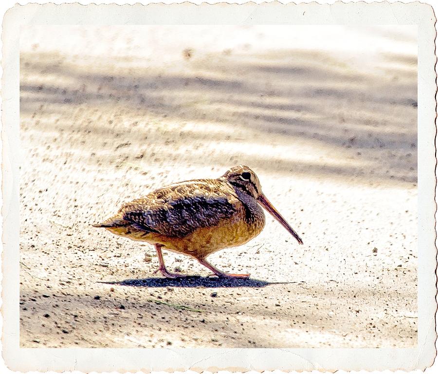 Sandpiper Photograph - The American Woodcock by Constantine Gregory