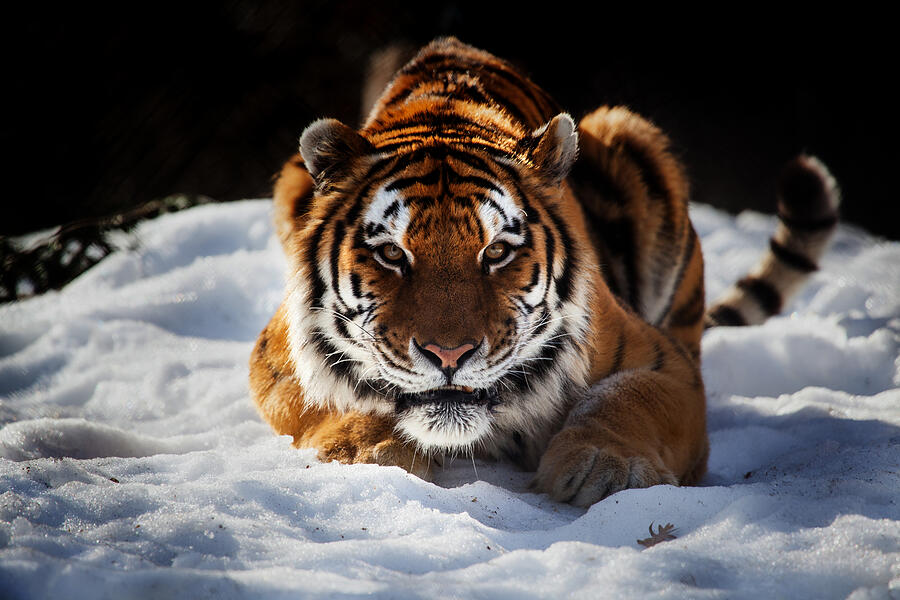 The Amur Tiger Photograph by Karol Livote