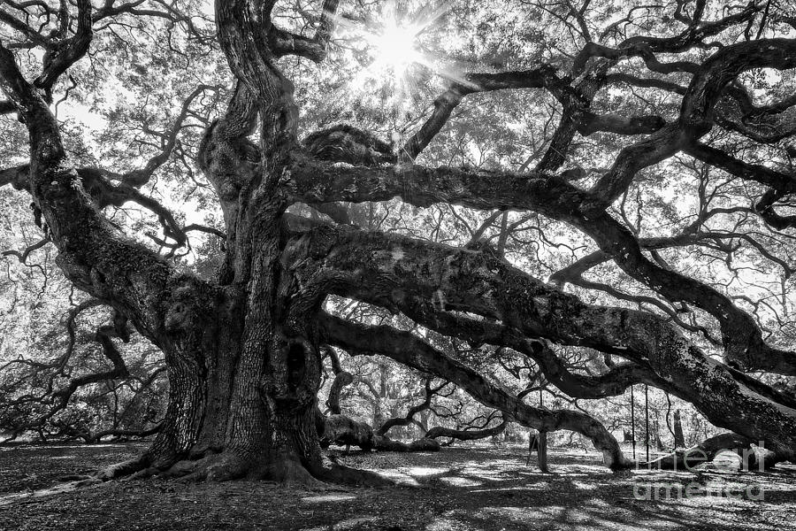 The Angel Oak BW Photograph by Deborah Scannell