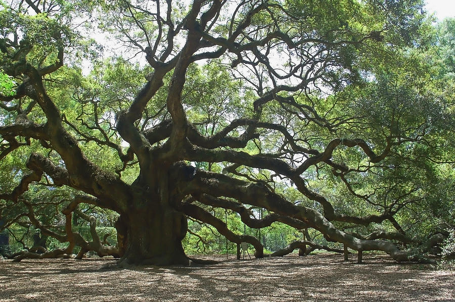 The Angel Oak Photograph by Suzanne Gaff - Fine Art America