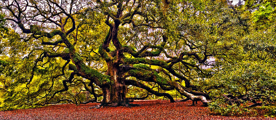 The Angel Oak Tree IIi Photograph