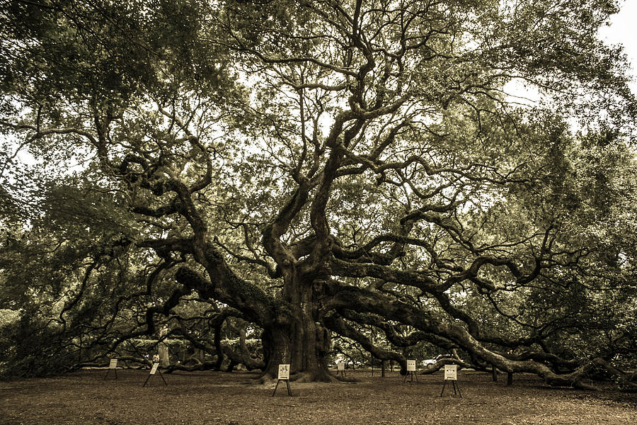 The Angel Tree Photograph by Steven Taylor Fine Art America