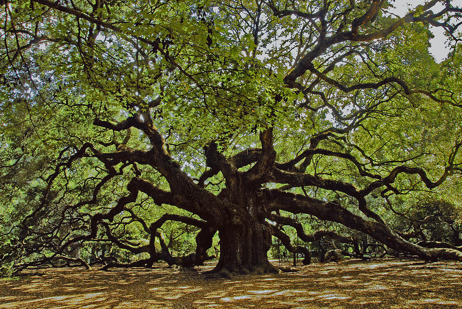 Angle Oak Photograph by Will Burlingham