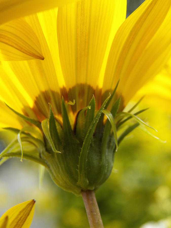 The Angle of the Yellow Daisy Photograph by Corinne Elizabeth Cowherd