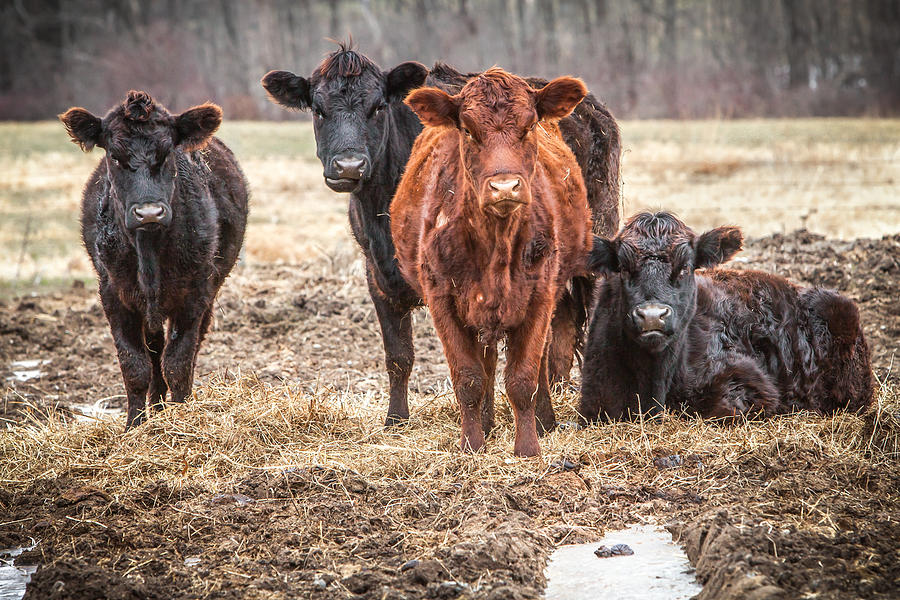 The Angry Cows Photograph by Gary Heller