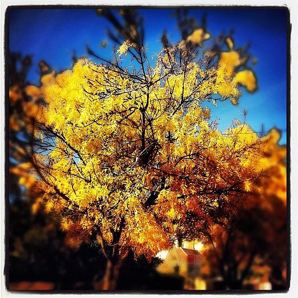 Fall Photograph - The Annual Colour Change/Fall by Caseofinstagram  