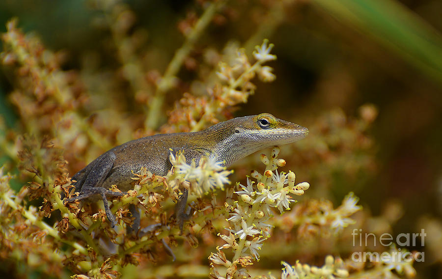 The Anole Photograph by Kathy Baccari