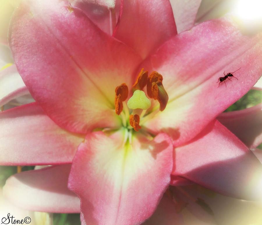Pink Photograph - The Ant by September  Stone