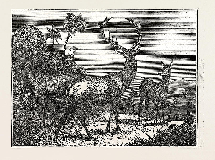 The Antelope, The Hart Drawing by Litz Collection | Fine Art America