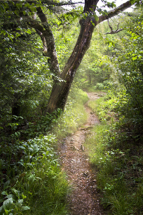 The Appalachian Trail Photograph by Debra and Dave Vanderlaan - Fine ...