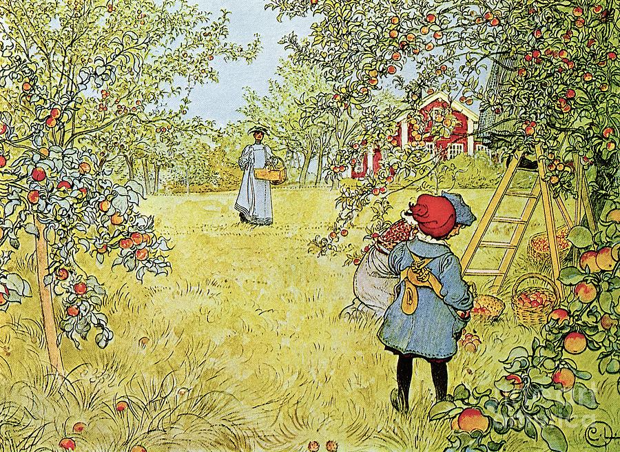 Carl Larsson Painting - The Apple Harvest by Carl Larsson