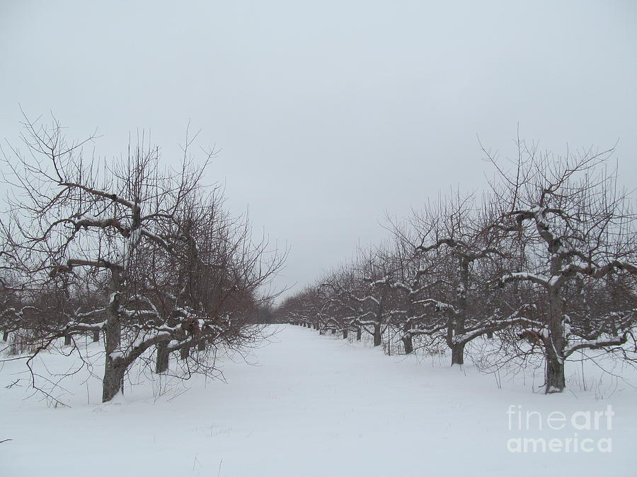 The Apple Orchard in Winter Photograph by Tina M Wenger - Fine Art America