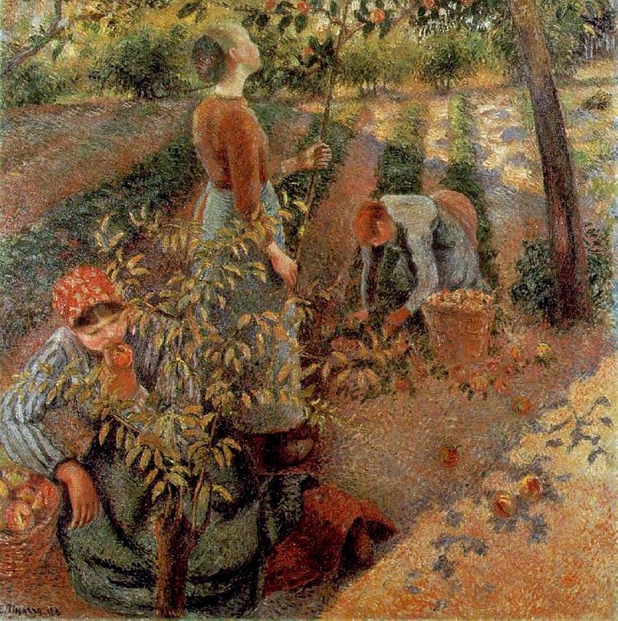 Harvest Painting - The Apple Pickers by Camille Pissarro Harvest Painting - The Apple Pickers by Camille Pissarro