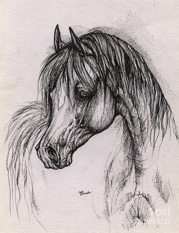 The Arabian Horse With Thick Mane Drawing by Angel Ciesniarska