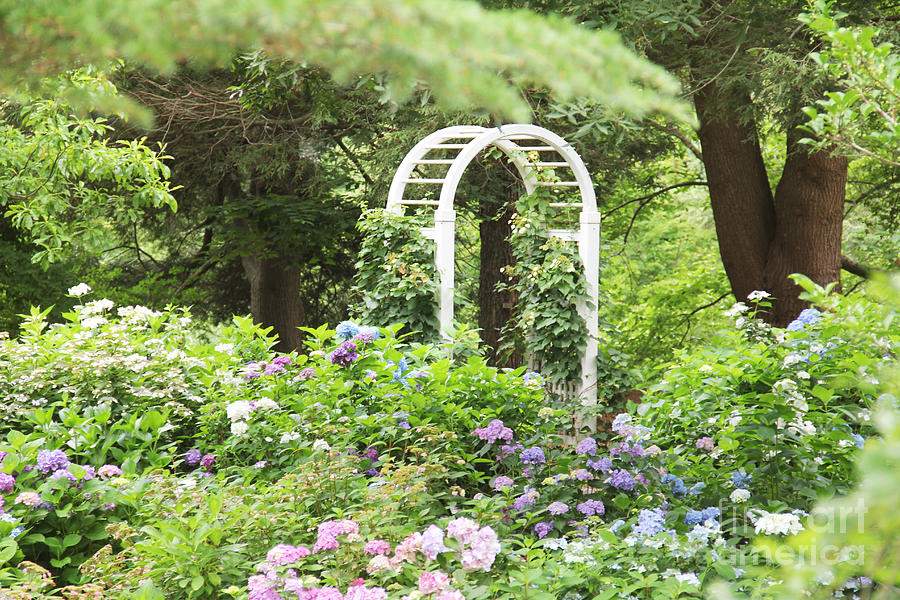 The Arbor Photograph by Rosemary Aubut