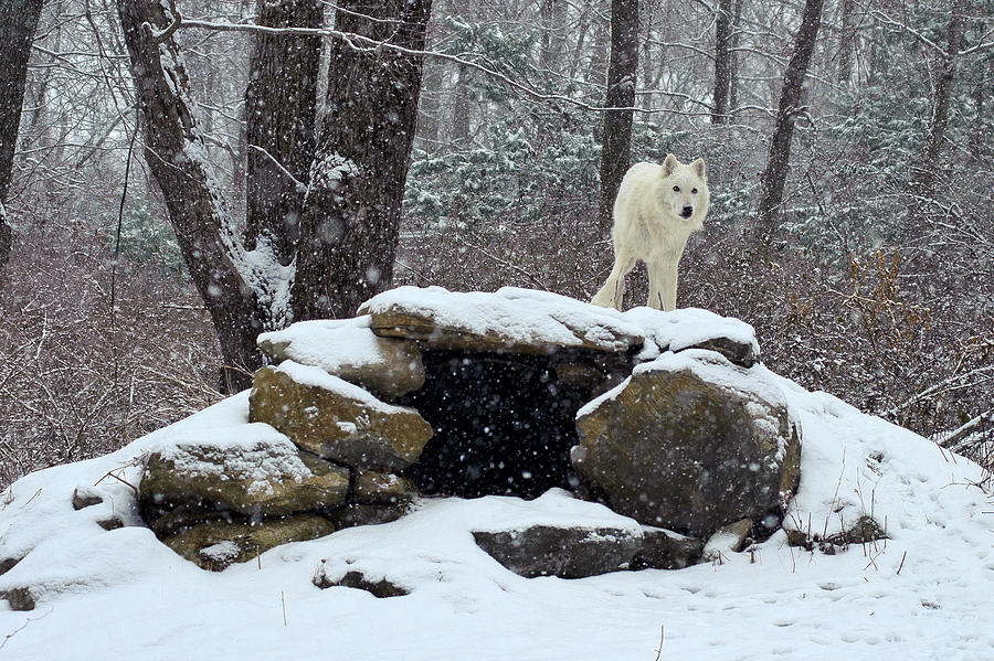 The Arctic Wolf Photograph by Roni Chastain